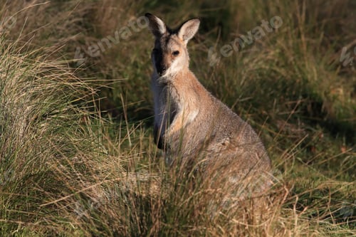 Preview: Red-Necked Wallaby Or Bennett'S Wallaby (Macropus Rufogriseus) Bunya Mountains, Queensland