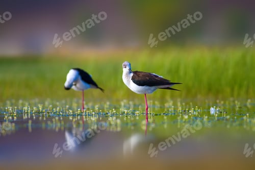 Preview: Romantic Birds. Blue Green Nature Background Black Winged Stilt