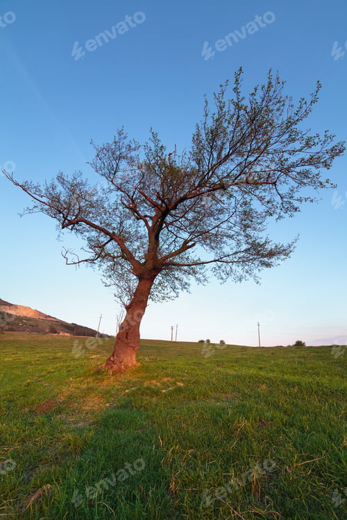 Preview: Landscape With A Big Hornbeam (Carpinus Betulus) Tree On A Meadow