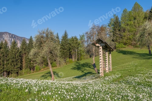 Preview: Daffodils On The Meadow In The Early Spring In Slovenia