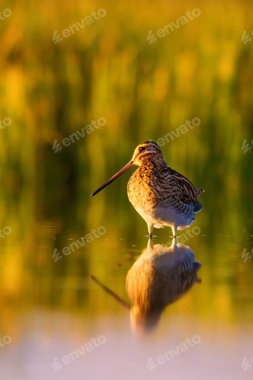Preview: Wonderful Light And Bird. Nature Background. Common Snipe Gallinago Gallinago