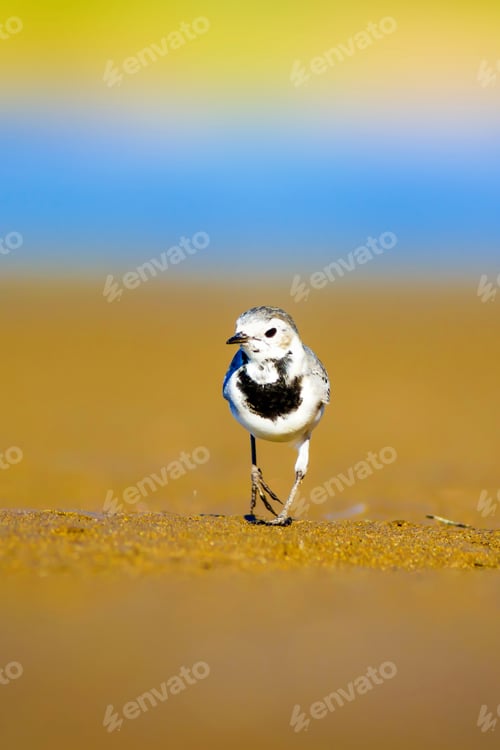 Preview: Cute Bird. Black White Little Bird. Yellow, Blue And Green Nature Background. White Wagtail /
