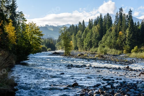 Preview: Mountain River In Summer With Stream And High Water In Forest. Bialka River, Poland