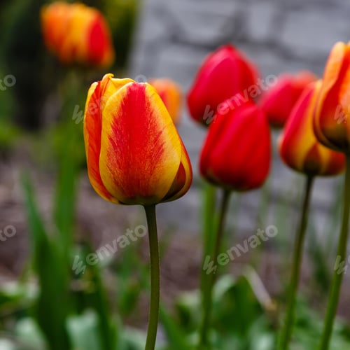 Preview: Red And Yellow Tulip In Spring Garden