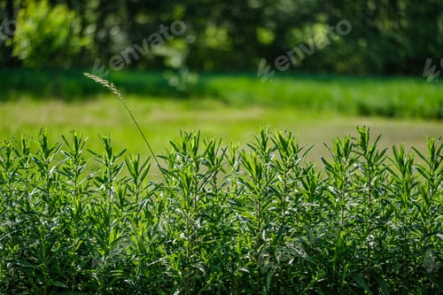 Preview: Green Foliage Vegetation Abstract Texture From Leaves And Plants In Summer