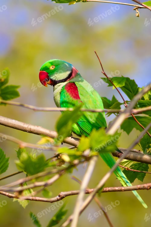Preview: Colorful Wild Bird . Parrot. Natural Background.