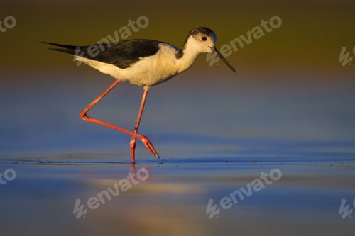 Preview: Water Bird. Colorful Nature Background. Bird: Black Winged Stilt. Himantopus Himantopus.