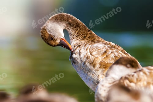 Preview: Resting Ducks. Nature Background. Common Duck: Red Crested Pochard.