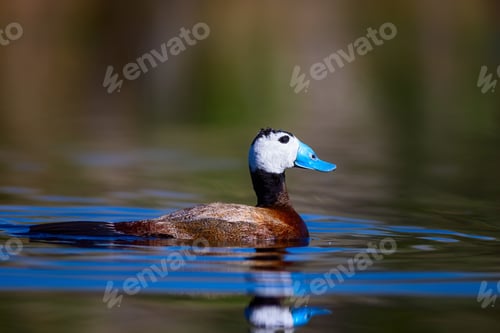 Preview: Duck Swimming In Lake. Cute Blue Billed Duck. Green Water Reflections. Green Nature Background