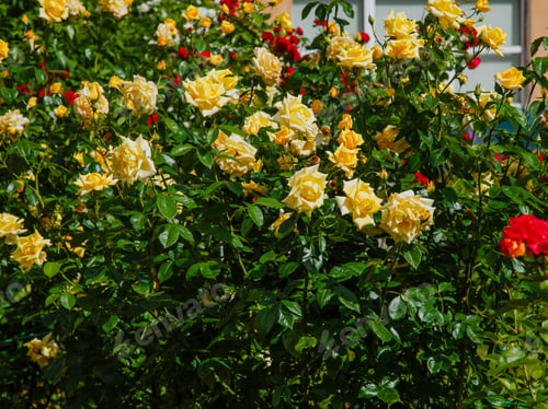Preview: Beautiful Yellow Roses In The Garden. Blooming Yellow Roses On The Bush. Growing Roses In The