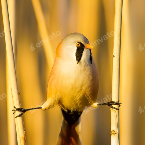 Preview: Bearded Funny Bird. Yellow Reeds Background.
