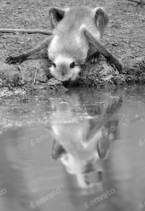Preview: Gray Langur Drinking Water, Ranthambore National Park