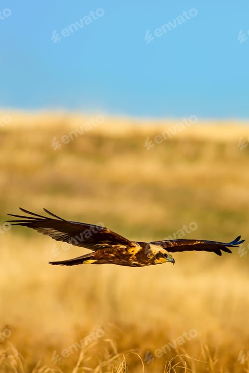 Preview: Flying Wild Bird. Yellow Nature Background.