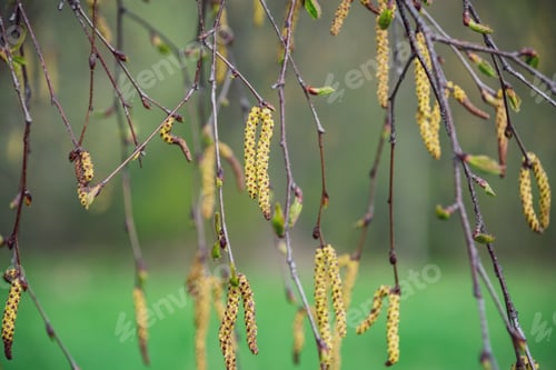 Preview: Spring Blossoms And Leaves On Birch Trees On Blur Background. Rural Scene