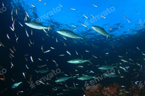 Preview: Sardines And Mackerel Fish Underwater In Ocean
