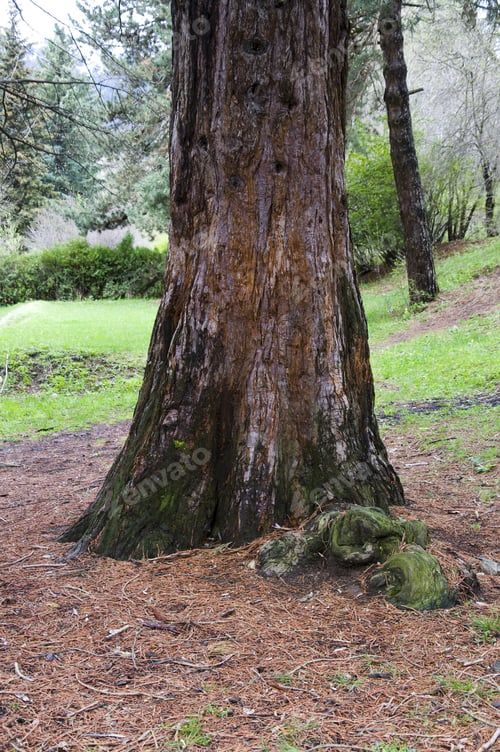 Preview: Sequoia Sempervirens (Coast Redwood) Trunk