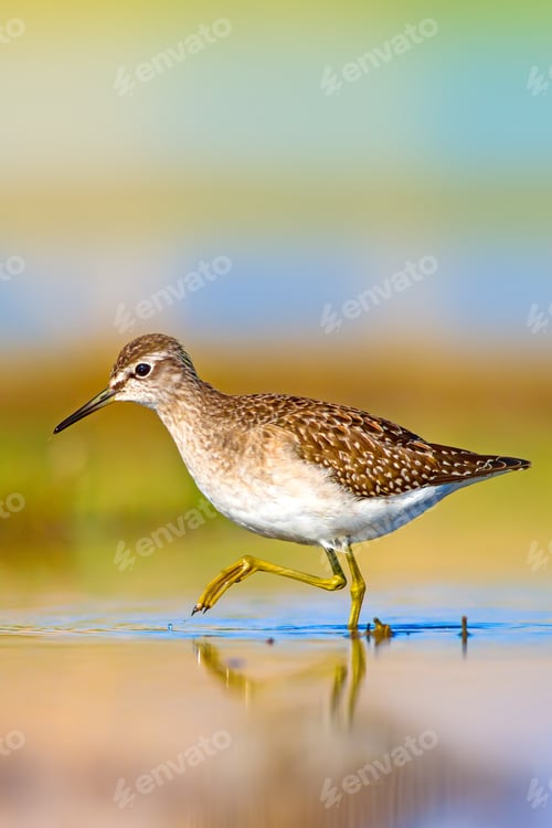 Preview: Cute Water Bird. Natural Background.