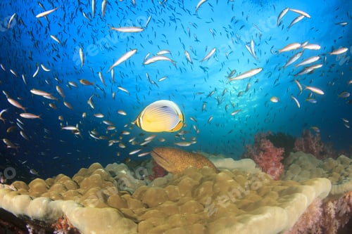 Preview: Coral Reef, Moray Eel, Butterflyfish And Tropical Fish In Ocean