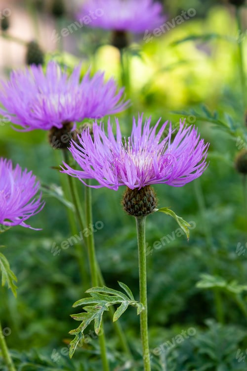 Preview: Purple Flowers Of Centaurea Salviifolia In Garden. Floral Summer Background