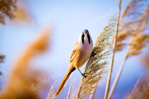 Preview: Cute Bird And Dry Yellow Reeds. Yellow Nature Background Bearded Reedling