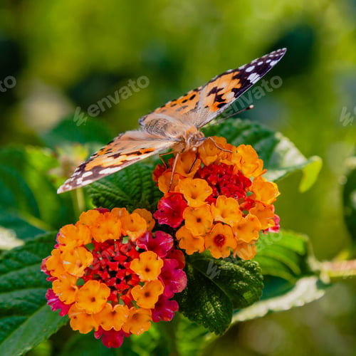 Preview: A Beautiful Butterfly On The Flowers Of A Tropical Plant Lantana Camara. Bright Summer Floral