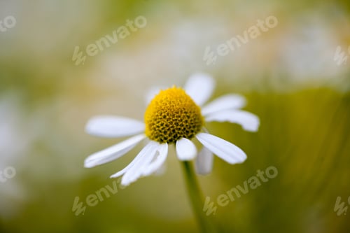 Preview: Wild Camomile (Matricaria Chamomilla) In The Field With Natural Background