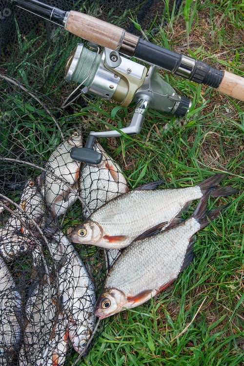 Preview: Black Fishing Net With Catched Freshwater Fish Just Taken From The Water, Two White Bream Or Silver