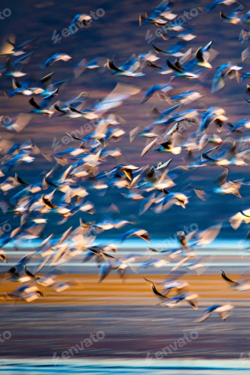 Preview: Flying Birds. Motion Blur Nature Background.