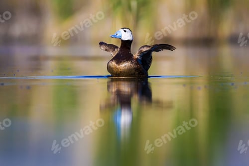 Preview: Swimming Duck. Colorful Lake Habitat Background. Bird: White Headed Duck. Oxyura Leucocephala.