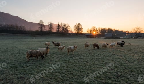 Preview: Sunrise At The Meadow With Sheep