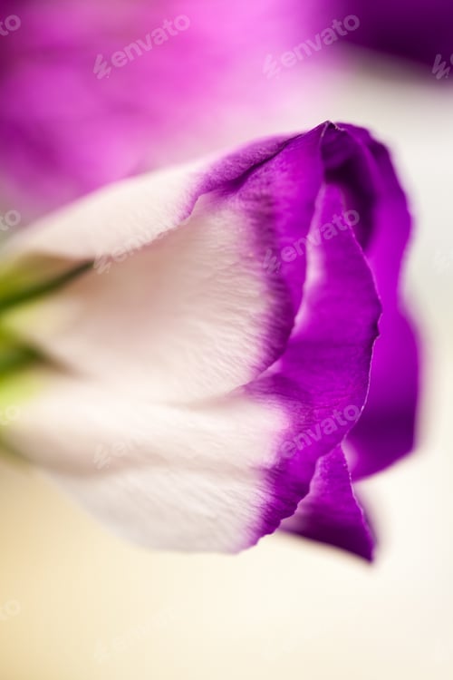 Preview: Lisianthus (Eustoma Grandiflorum) - Beautiful Flowers And Buds In A Floral Arrangement