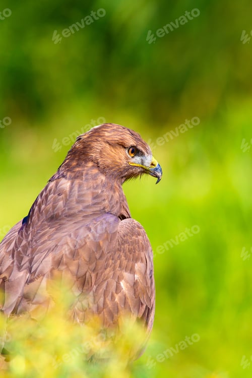 Preview: Bird Of Prey. Portrait Of Buzzard. Green Nature Background.