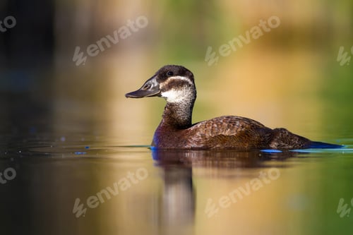Preview: Swimming Duck. Colorful Lake Habitat Background. Bird: White Headed Duck. Oxyura Leucocephala.