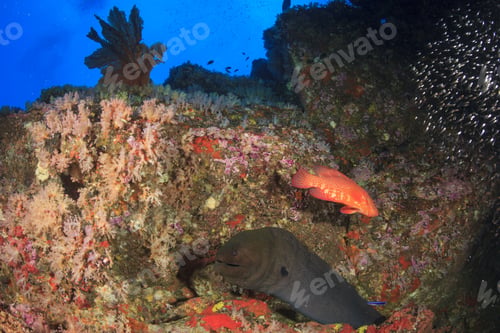 Preview: Giant Moray Eel On Coral Reef