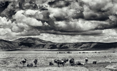 Preview: Vintage Style Black And White Image Of Wildebeests In The Ngorongoro Crater, Tanzania
