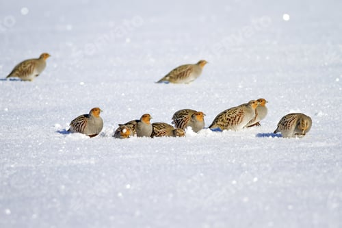 Preview: Partridges. Winter Nature Background. Grey Partridge. Perdix Perdix.