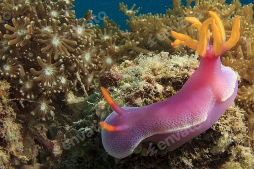Preview: Nudibranch Sea Slug (Hypselodoris Apolegma)