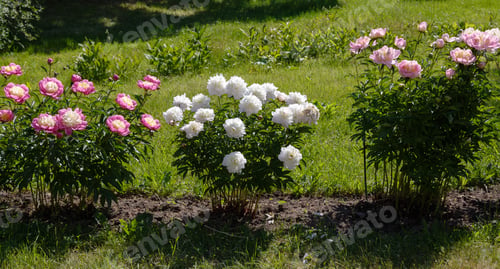 Flowering Peony Bushes In The Garden.