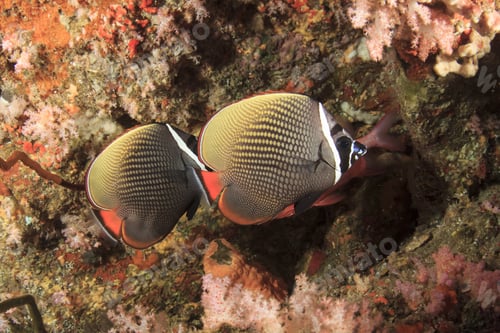 Preview: Pair Butterflyfish