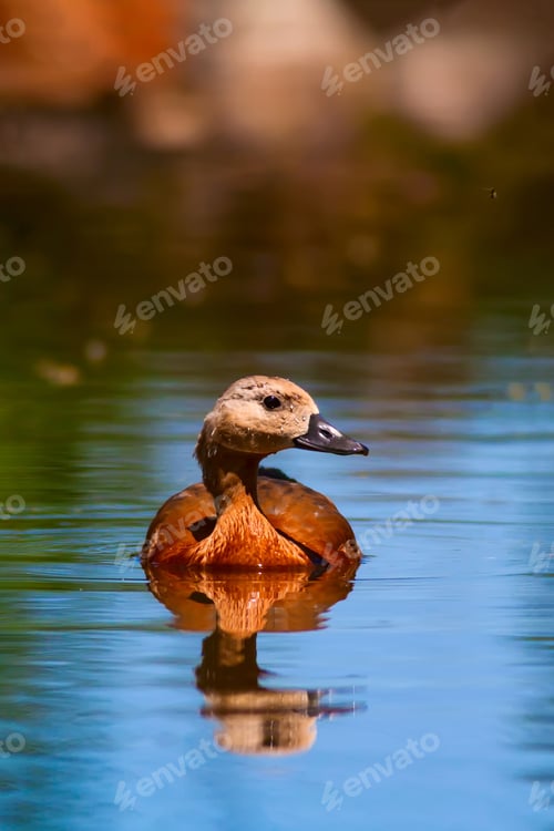 Preview: Ruddy Shelduck. Nature Background.