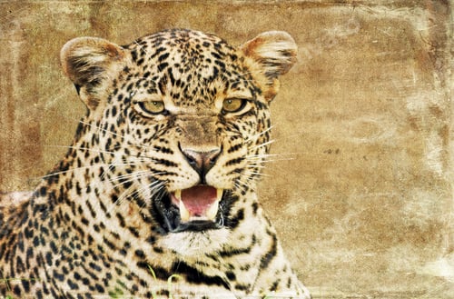 Preview: Leopard On Textured Grunge Background