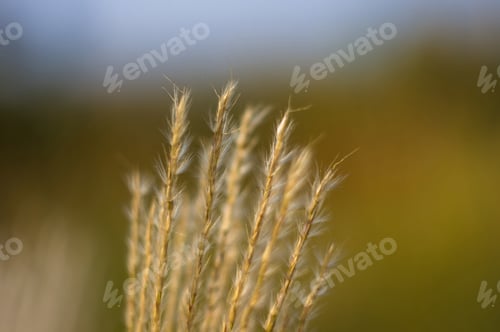 Preview: Chinese Silver Grass, Maiden Grass, Miscanthus Chinese, Miscanthus Sinensis Illuminated By Soft