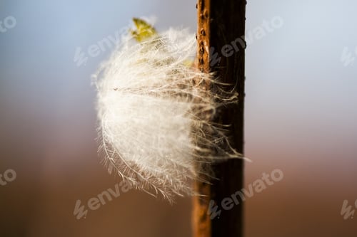 Preview: Fluffy Dried Seed From A Wild Plant - In The Field With Natural Background
