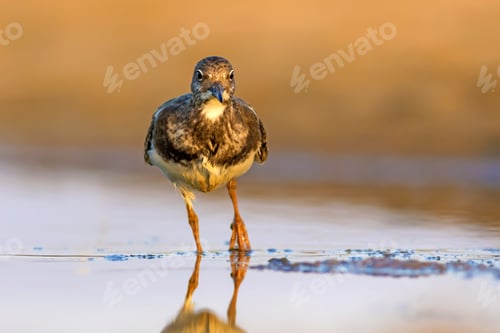 Preview: Water Bird. Colorful Nature Background. Bird: Ruddy Turnstone.