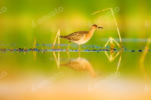 Preview: Cute Water Bird. Nature Background.
