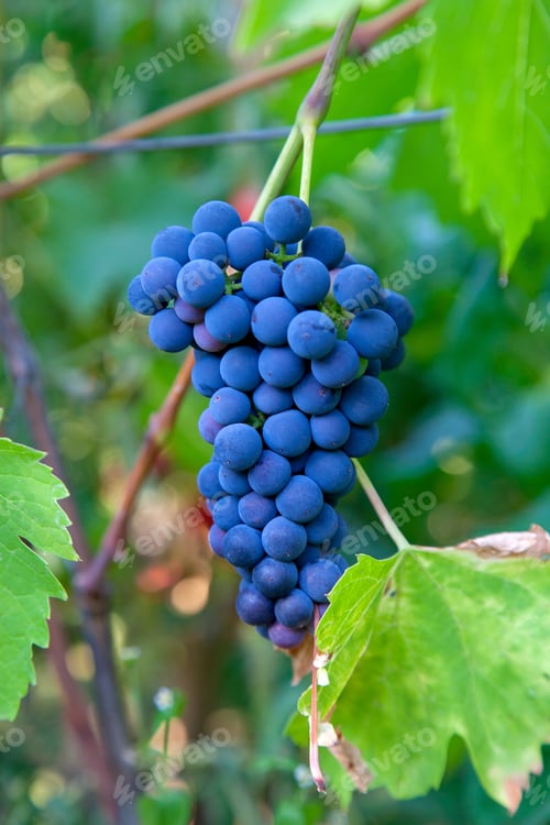 Preview: Bunch Of Blue Grapes Hanging On Grapes Bush In A Vineyard. Close Up View Of Bunch Blue Grapes