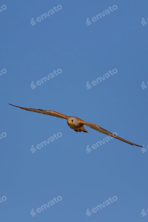 Preview: Flying Falcon With Its Hunt. Bird: Lesser Kestrel. Falco Naumanni. Blue Sky Background.