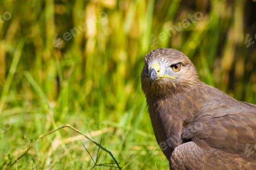 Preview: Bird Of Prey. Green Nature Background Long Legged Buzzard / Buteo Rufinus