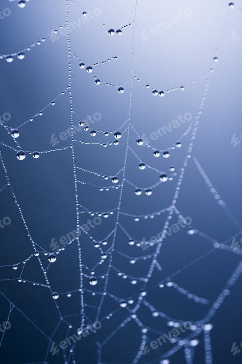 Preview: Abstract Composition From Nature, With Many Beautiful Water Drops On Spiderwebs