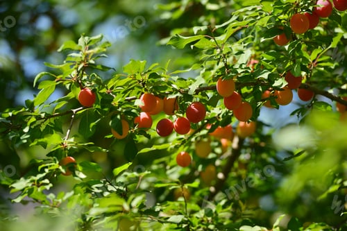 Preview: Plum Tree Branches With Ripe Fruits